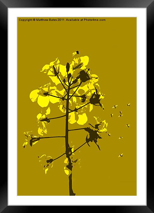 Oil Seed Rape Framed Mounted Print by Matthew Bates