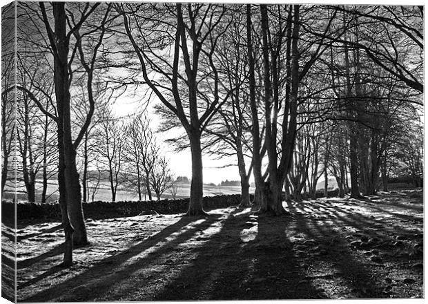 Winter Trees Black and White Canvas Print by Jacqi Elmslie