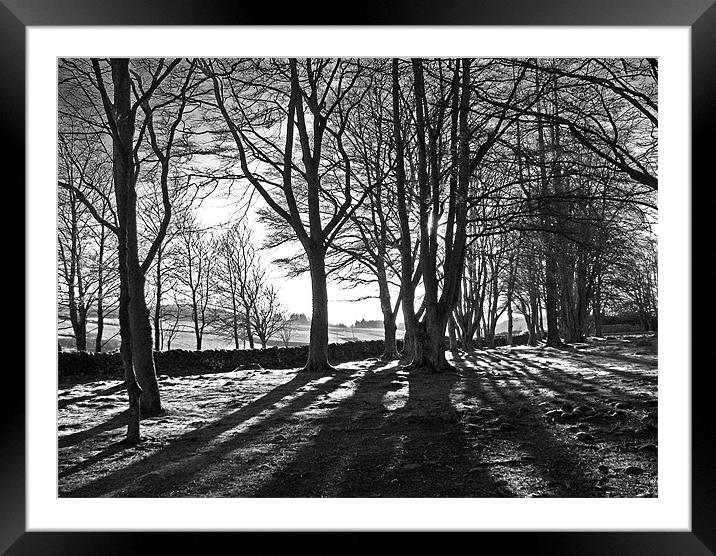 Winter Trees Black and White Framed Mounted Print by Jacqi Elmslie