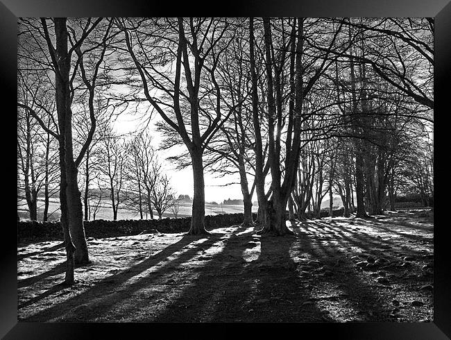Winter Trees Black and White Framed Print by Jacqi Elmslie