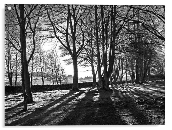 Winter Trees Black and White Acrylic by Jacqi Elmslie