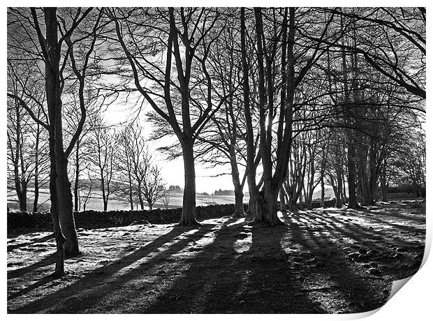 Winter Trees Black and White Print by Jacqi Elmslie