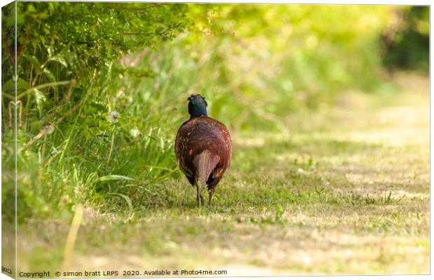 Pheasant male walking away along a hedge Canvas Print by Simon Bratt LRPS