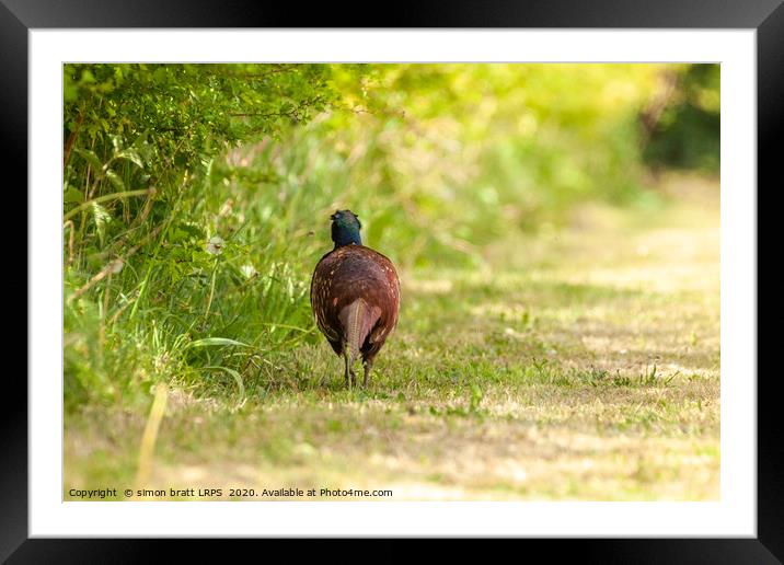 Pheasant male walking away along a hedge Framed Mounted Print by Simon Bratt LRPS