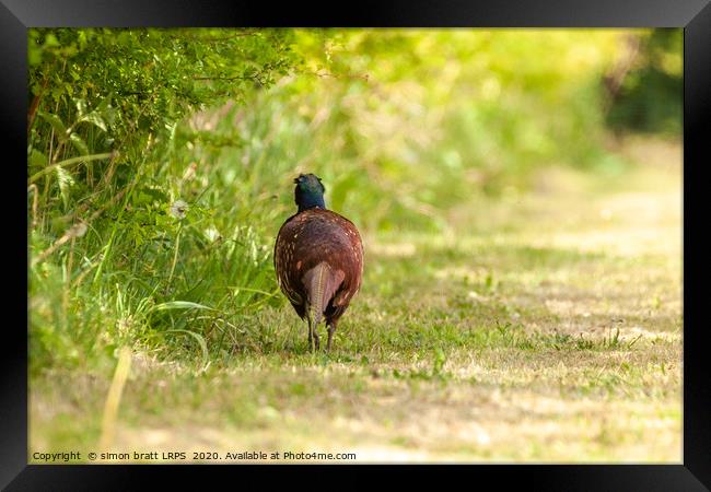 Pheasant male walking away along a hedge Framed Print by Simon Bratt LRPS