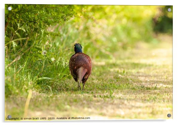 Pheasant male walking away along a hedge Acrylic by Simon Bratt LRPS