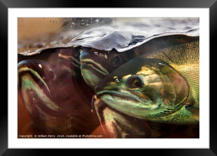 Fear Chinook Coho Salmon Issaquah Hatchery Washing Framed Mounted Print by William Perry