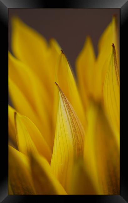 yellow gazalia petals in macro. Framed Print by Rosanna Zavanaiu