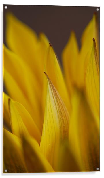 yellow gazalia petals in macro. Acrylic by Rosanna Zavanaiu