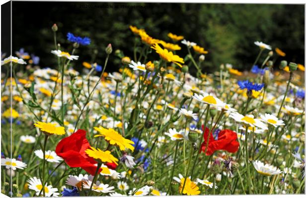 wild flower meadow Canvas Print by Kevin Britland