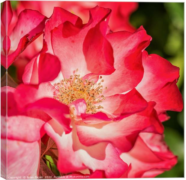 Red Rose Canvas Print by Brian Fagan