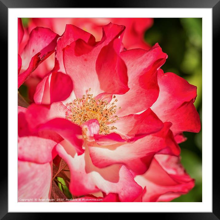 Red Rose Framed Mounted Print by Brian Fagan