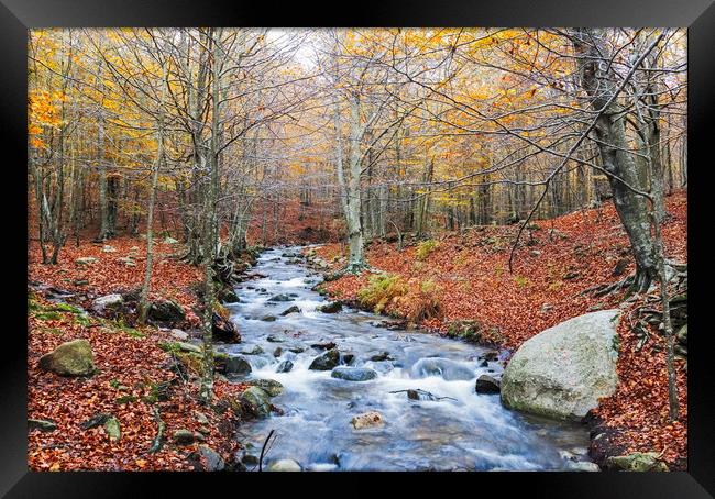 Autumn Beech Forest wirh Creek Across in the Monts Framed Print by Pere Sanz