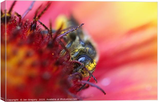Busy Bee Canvas Print by Jan Gregory