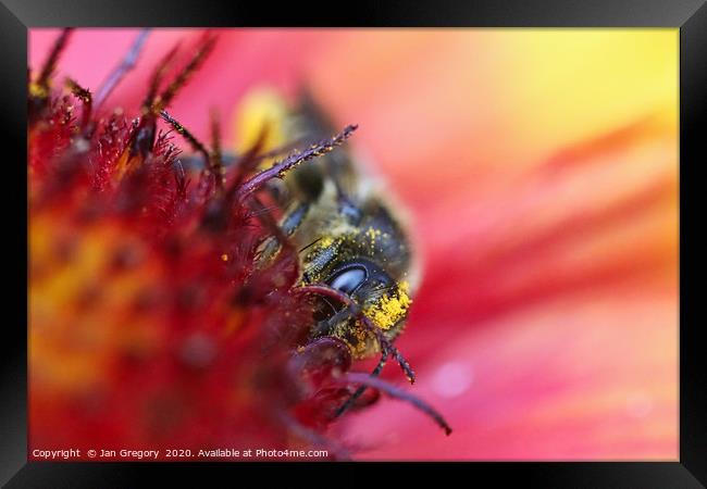Busy Bee Framed Print by Jan Gregory