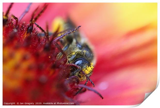 Busy Bee Print by Jan Gregory