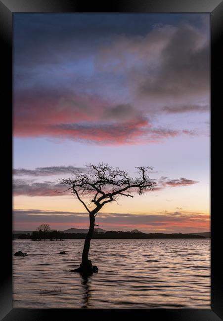 Milarrochy Bay sunset on Loch Lomond Framed Print by George Robertson