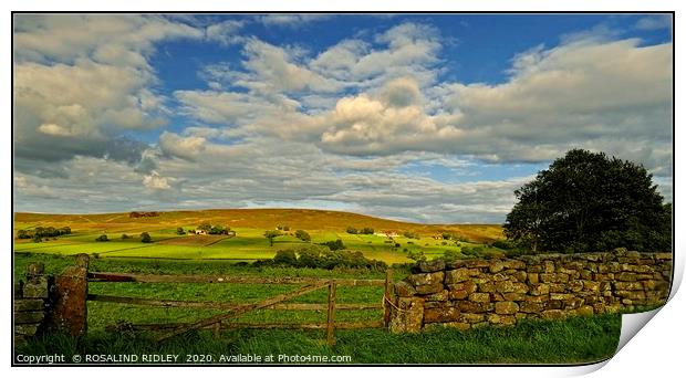 "Golden hour Westerdale 2 " Print by ROS RIDLEY