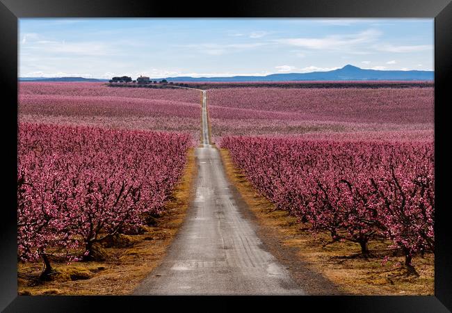 Peach Trees in Early Spring Blooming in Aitona, Ca Framed Print by Pere Sanz