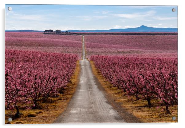 Peach Trees in Early Spring Blooming in Aitona, Ca Acrylic by Pere Sanz