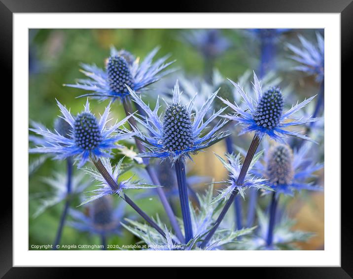 Sea Holly Framed Mounted Print by Angela Cottingham