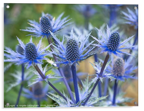 Sea Holly Acrylic by Angela Cottingham