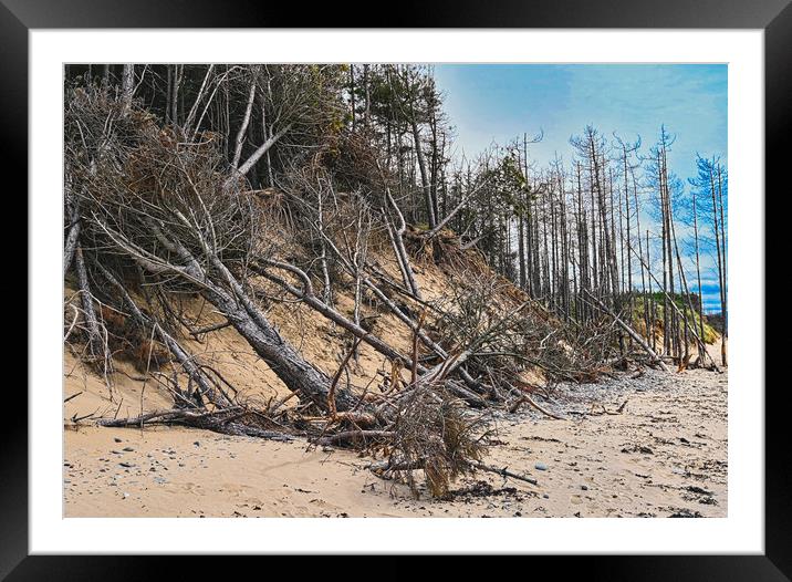 Newborough beach coastal erosion Framed Mounted Print by Kevin Smith