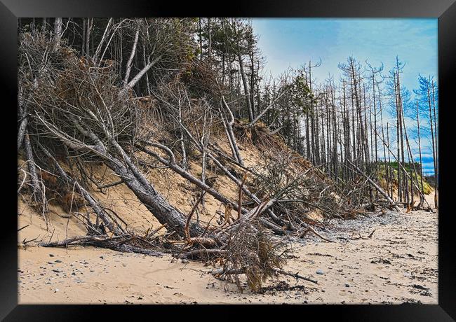 Newborough beach coastal erosion Framed Print by Kevin Smith