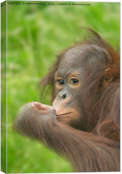 Baby Orangutan  Canvas Print by rawshutterbug 