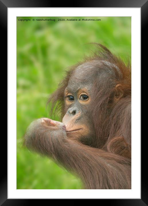 Baby Orangutan  Framed Mounted Print by rawshutterbug 