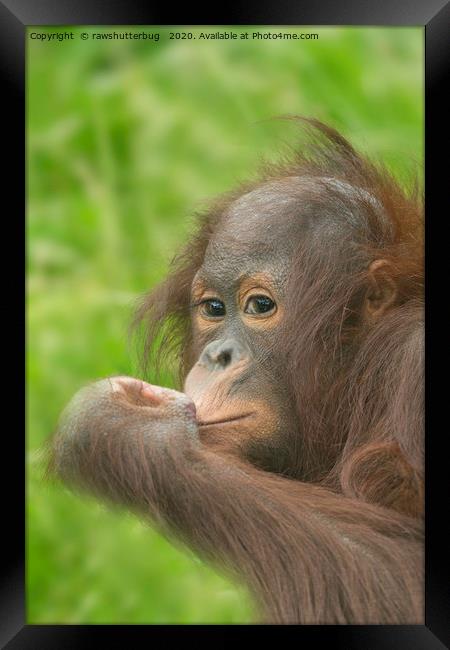 Baby Orangutan  Framed Print by rawshutterbug 