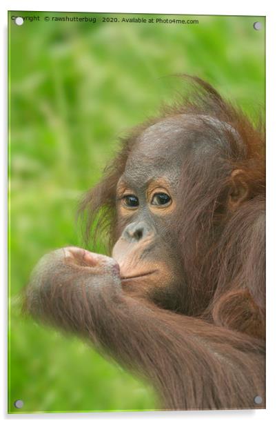 Baby Orangutan  Acrylic by rawshutterbug 