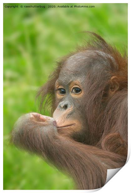 Baby Orangutan  Print by rawshutterbug 