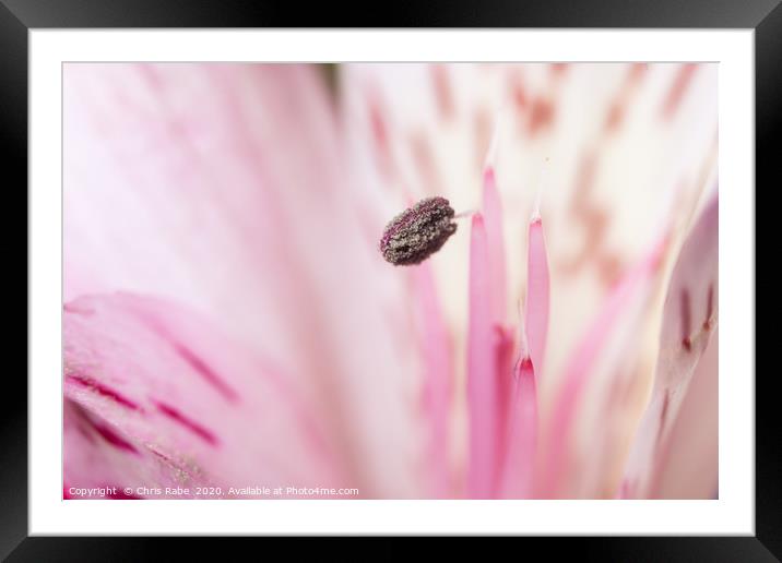 A Peruvian lily flower Framed Mounted Print by Chris Rabe