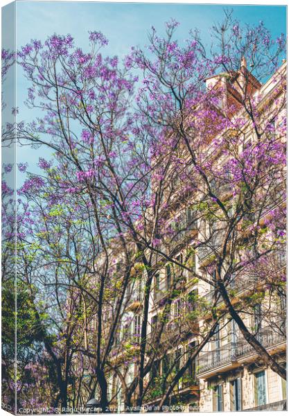 Purple Flower Trees, Tree Blossom, Barcelona City Canvas Print by Radu Bercan