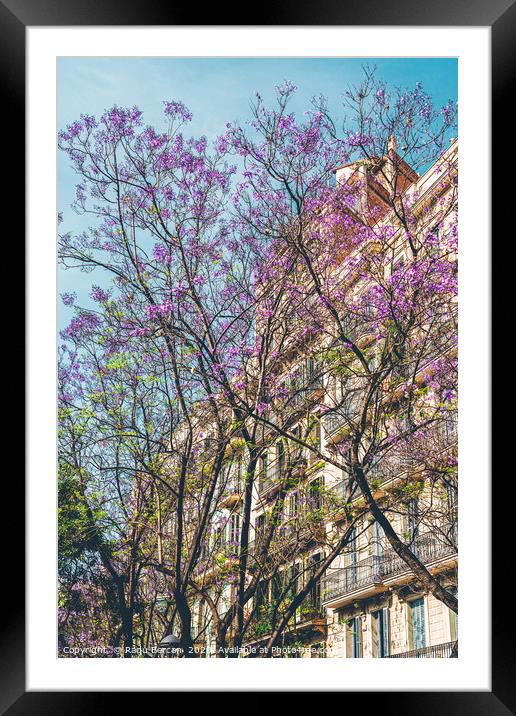 Purple Flower Trees, Tree Blossom, Barcelona City Framed Mounted Print by Radu Bercan