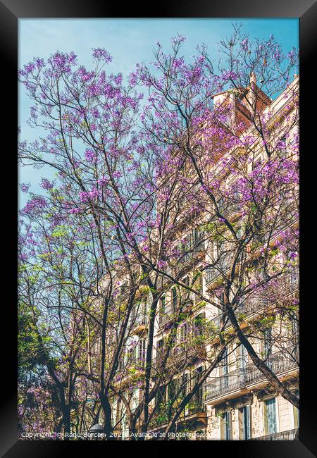 Purple Flower Trees, Tree Blossom, Barcelona City Framed Print by Radu Bercan