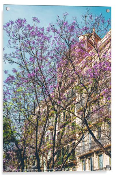 Purple Flower Trees, Tree Blossom, Barcelona City Acrylic by Radu Bercan