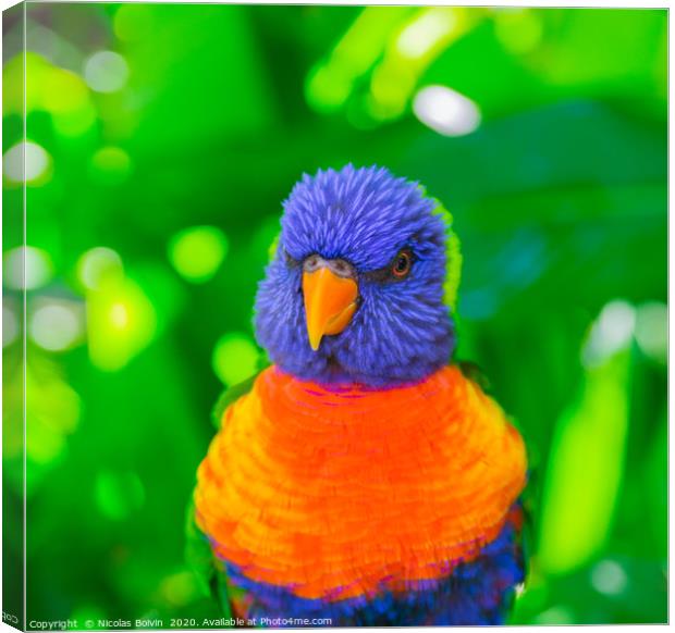 Rainbow lorikeet parrot Canvas Print by Nicolas Boivin