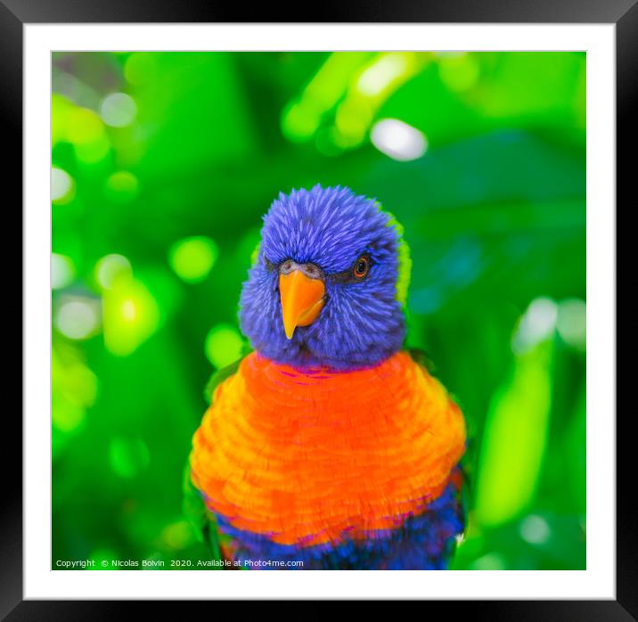 Rainbow lorikeet parrot Framed Mounted Print by Nicolas Boivin