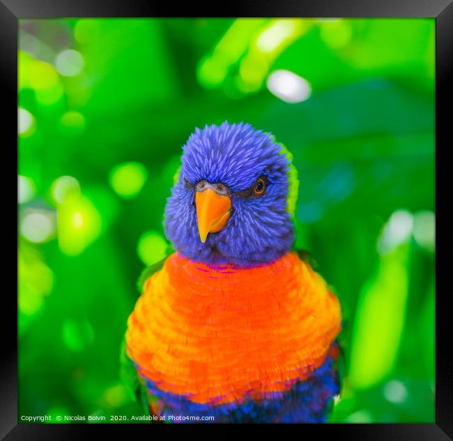 Rainbow lorikeet parrot Framed Print by Nicolas Boivin