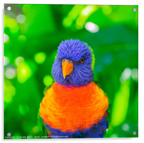 Rainbow lorikeet parrot Acrylic by Nicolas Boivin