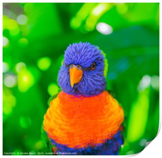 Rainbow lorikeet parrot Print by Nicolas Boivin