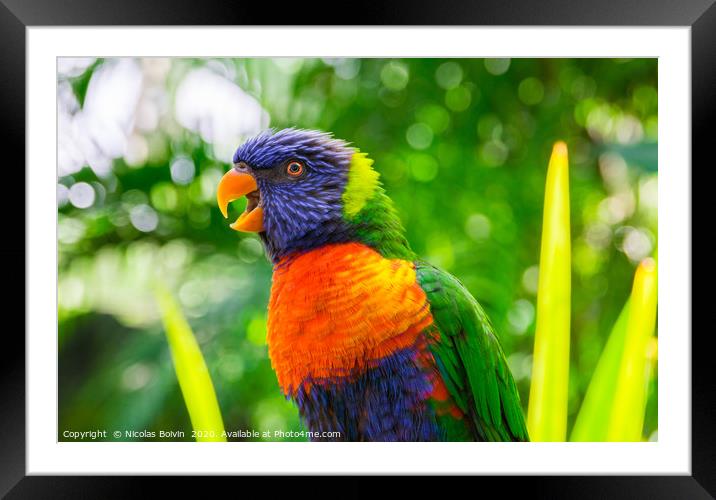 Rainbow lorikeet parrot portrait Framed Mounted Print by Nicolas Boivin