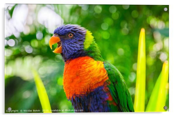 Rainbow lorikeet parrot portrait Acrylic by Nicolas Boivin