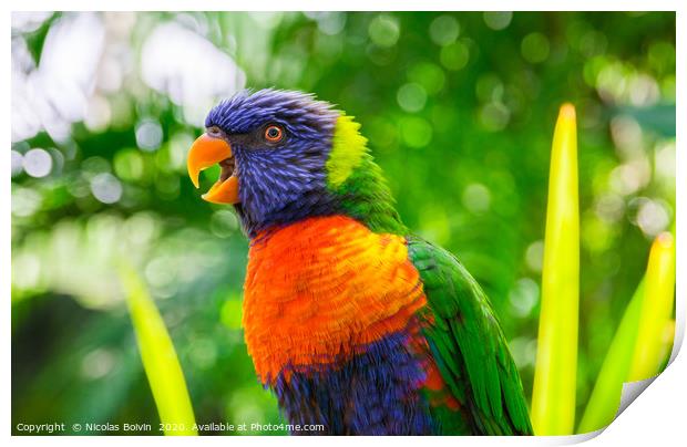 Rainbow lorikeet parrot portrait Print by Nicolas Boivin