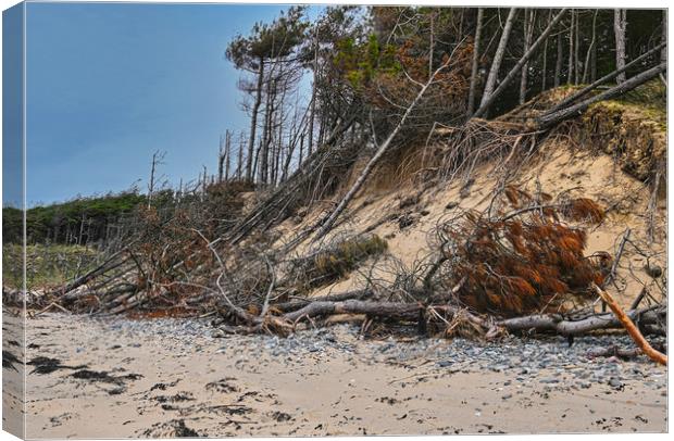 Newborough beach coastal erosion Canvas Print by Kevin Smith