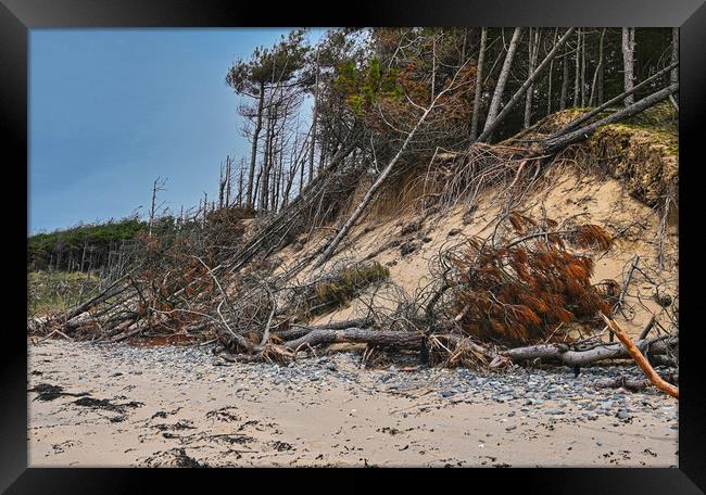 Newborough beach coastal erosion Framed Print by Kevin Smith