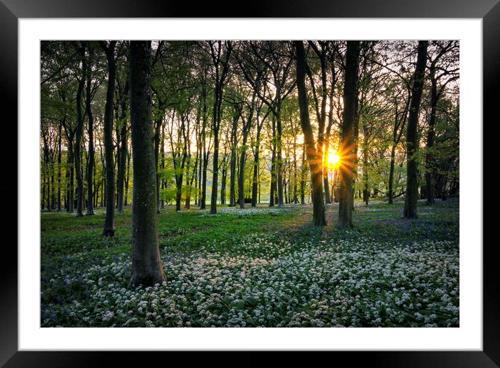 Sunset in Wildhams Wood Framed Mounted Print by Ashley Chaplin