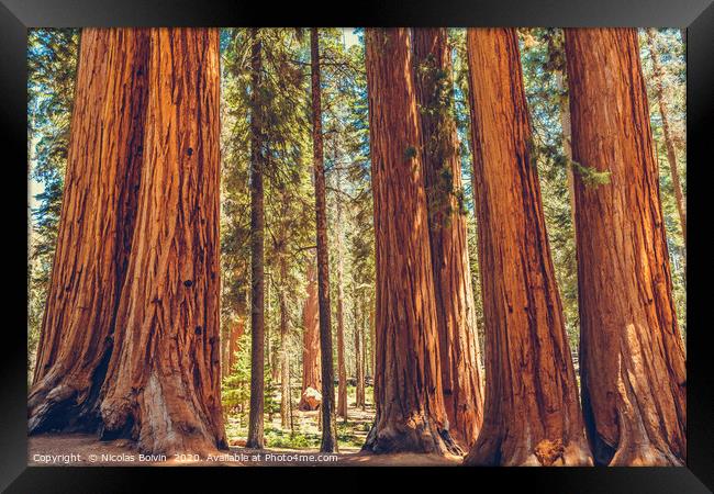 Sequoia National Park Framed Print by Nicolas Boivin